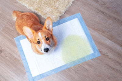 Enseña a tu cachorro dónde hacer del baño