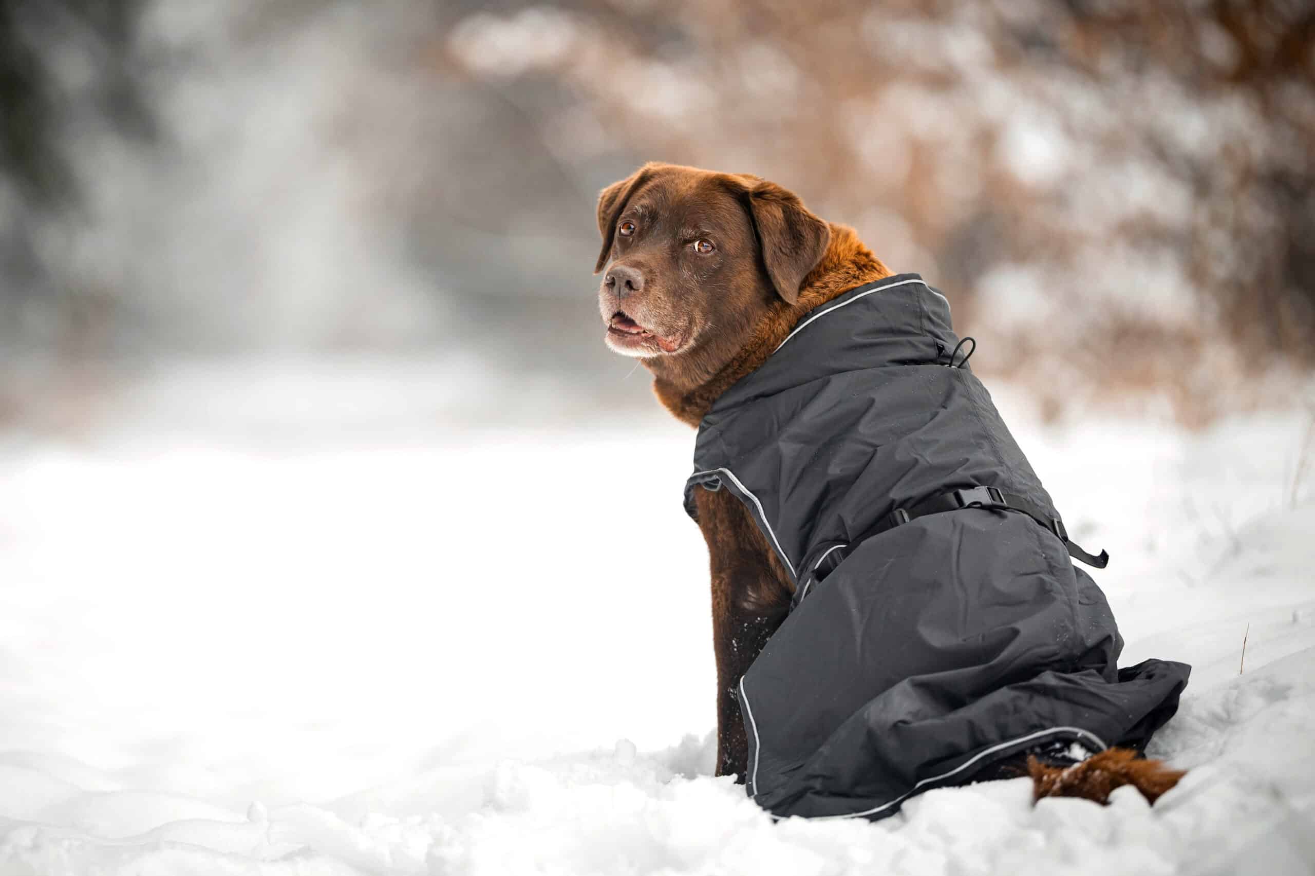 Cuidados para tu perro en época de frío: consejos para mantenerlo caliente y seguro
