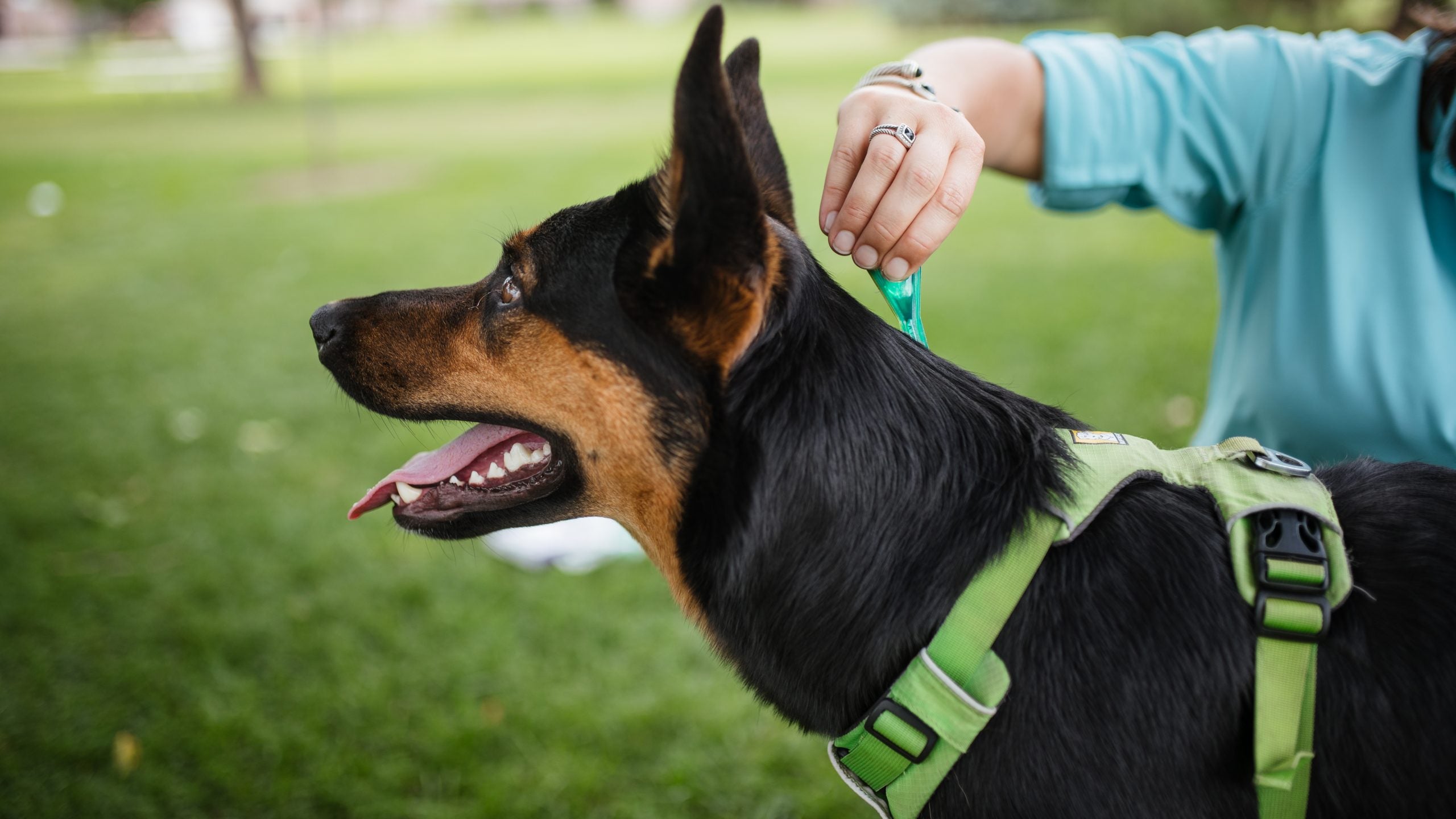 ¿Mi perro necesita prevención contra pulgas y garrapatas durante todo el año?