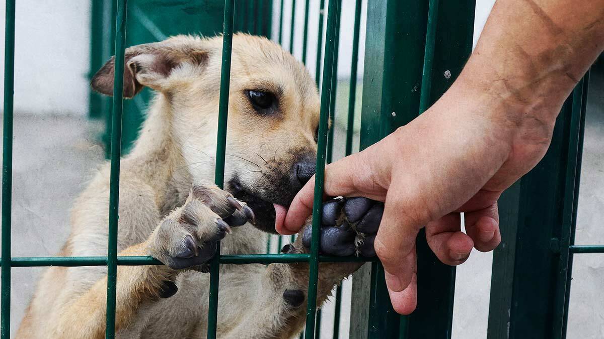 Quiero adoptar un perro: lo que necesitas saber