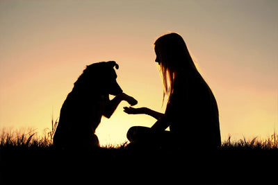 Consejos para afrontar la pérdida de un perro