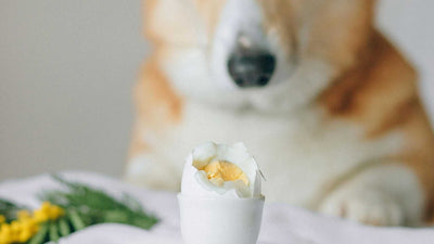 ¿Pueden los perros comer huevo?
