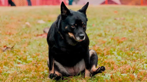 ¿Por qué mi perro se arrastra el trasero por el piso?