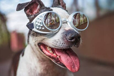 Eclipse en mascotas