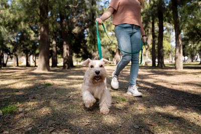 ¿Cómo enseñar a caminar a mi perro con correa?