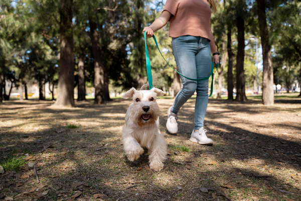 ¿Cómo enseñar a caminar a mi perro con correa?