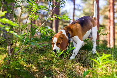 Plantas venenosas para perros