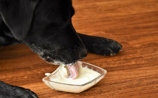 ¿Mi perro puede comer yogur?