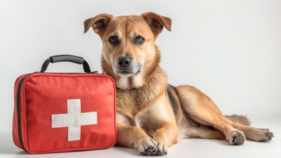 Cómo prepararte para un huracán si tienes mascotas