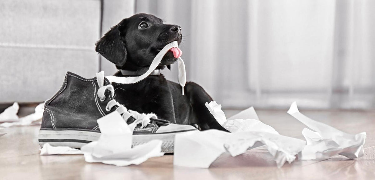 Cómo hacer tu casa segura para un cachorro