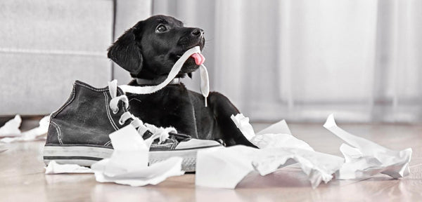 Cómo hacer tu casa segura para un cachorro