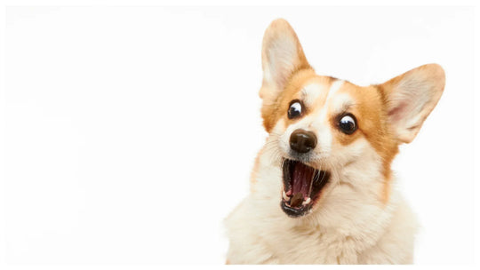 Cosas extrañas que hace tu perro y por qué