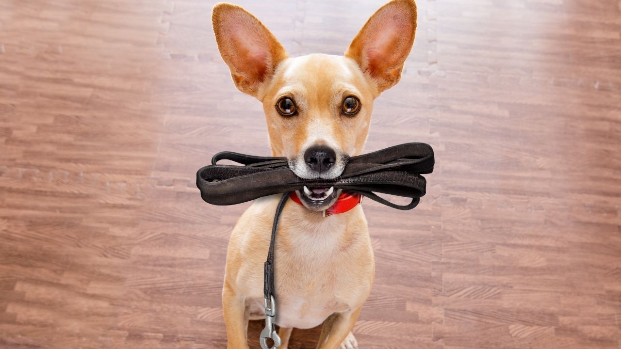 Reinicia la rutina de tu perro después de las fiestas