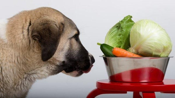¿Cómo hacer que un perro melindroso coma? La ciencia de los toppers y la palatabilidad