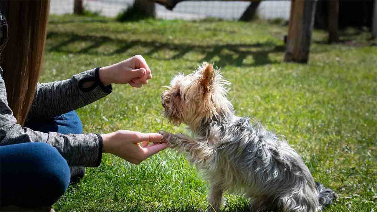 Trucos para perros que todo dueño de mascota debería saber