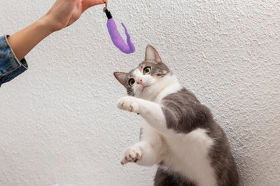 La importancia del juego para los gatos: Cómo mantenerlos activos y felices.