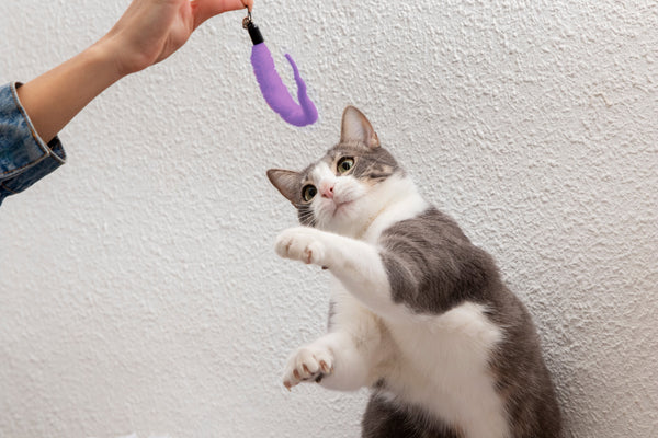 La importancia del juego para los gatos: Cómo mantenerlos activos y felices.
