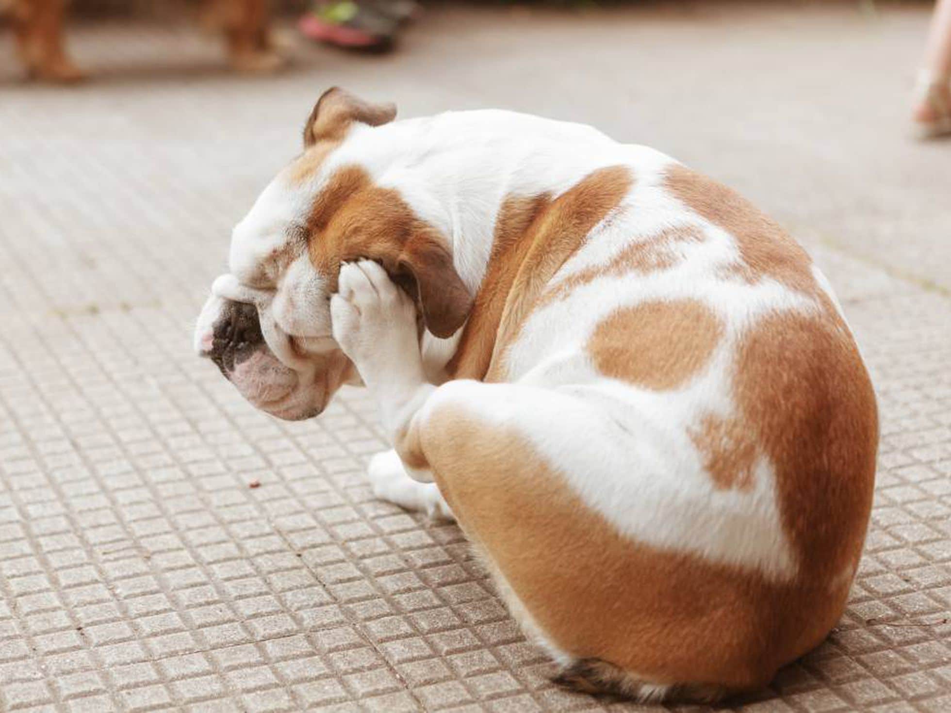 Cómo puedo ayudar a mi perro con sus alergias