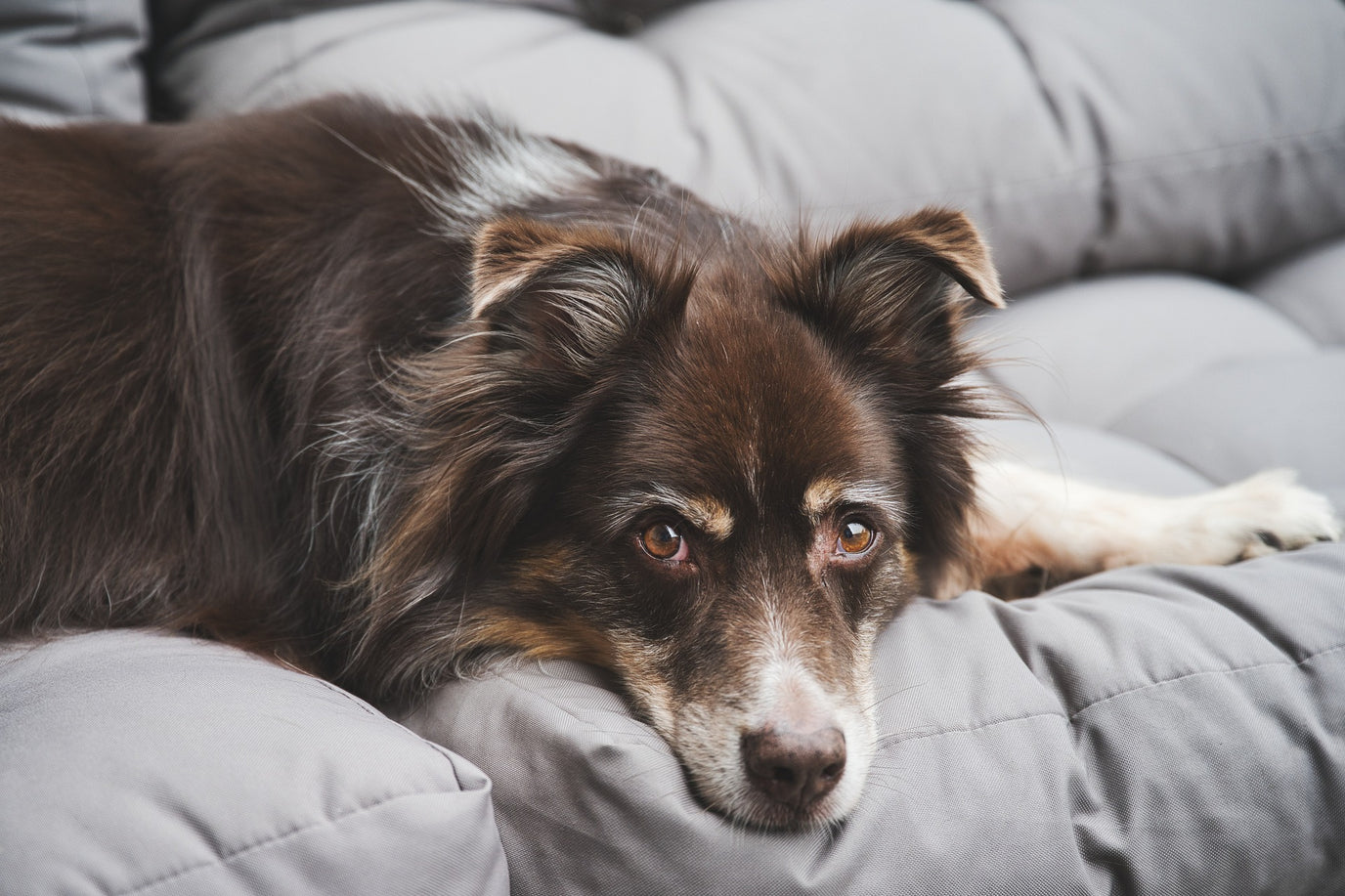 Por qué los perros aman las rutinas