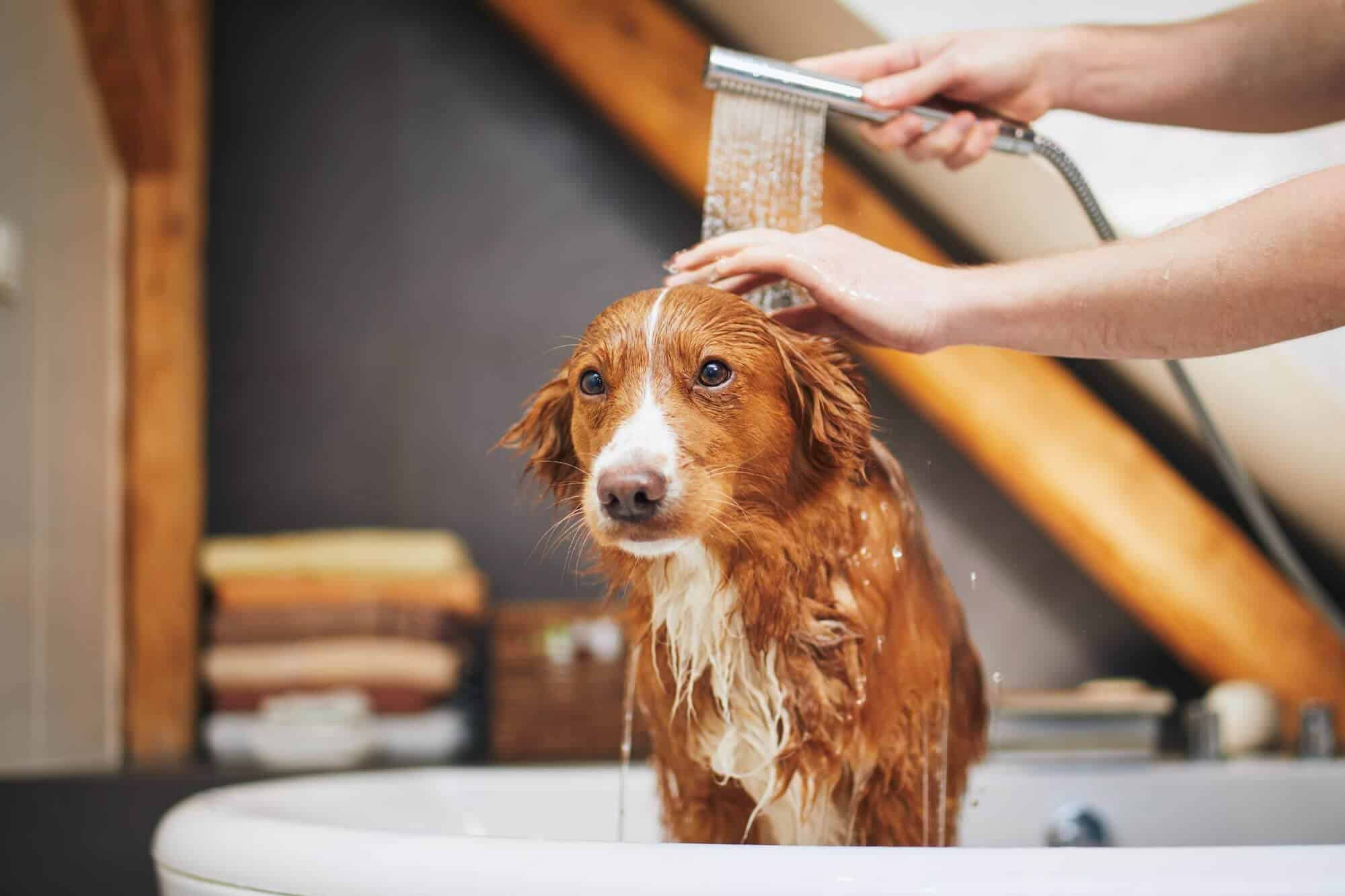Consejos para bañar a tu cachorro