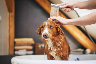 Consejos para bañar a tu cachorro