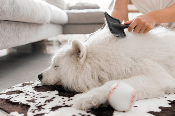 Guía de cepillado y muda de pelo: ¿Por qué tu perro suelta más pelo?