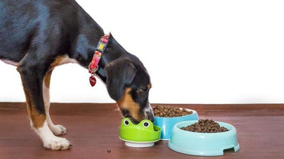 ¿Qué darle a tu mascota si tiene alergias o enfermedades?