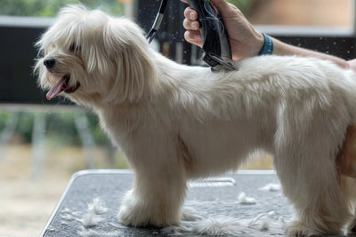 ¿Por qué un perro puede deprimirse después de un corte de pelo?