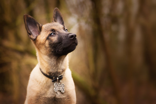 Razas de perros de guardia: Las mejores opciones para proteger tu hogar con responsabilidad