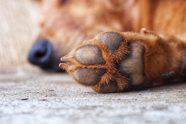 Cómo proteger las almohadillas de las de tu perro en invierno