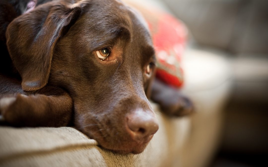 los arándanos alterarán el estómago de mis perros