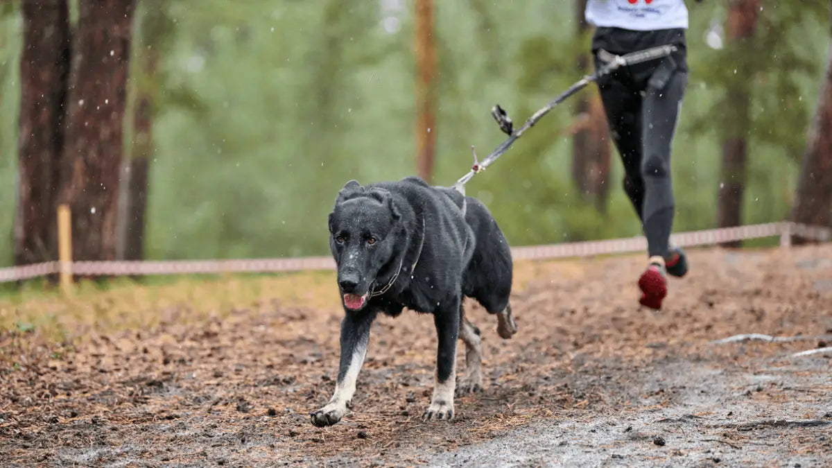 Condroitina para perros: apoyo articular y movilidad
