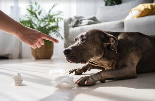 Castigar a tu perro puede ser perjudicial