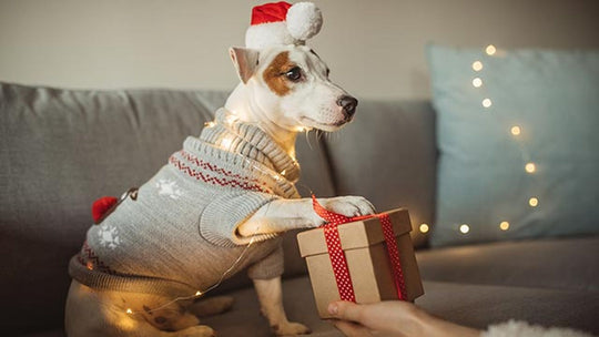 Regalos perfectos para perros