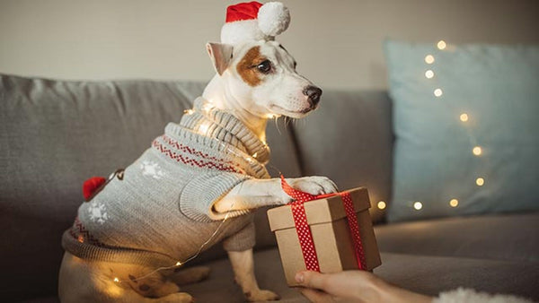 Regalos perfectos para perros