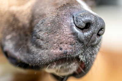 Cómo mantener la piel de tu perro saludable: Consejos para evitar irritaciones y alergias.