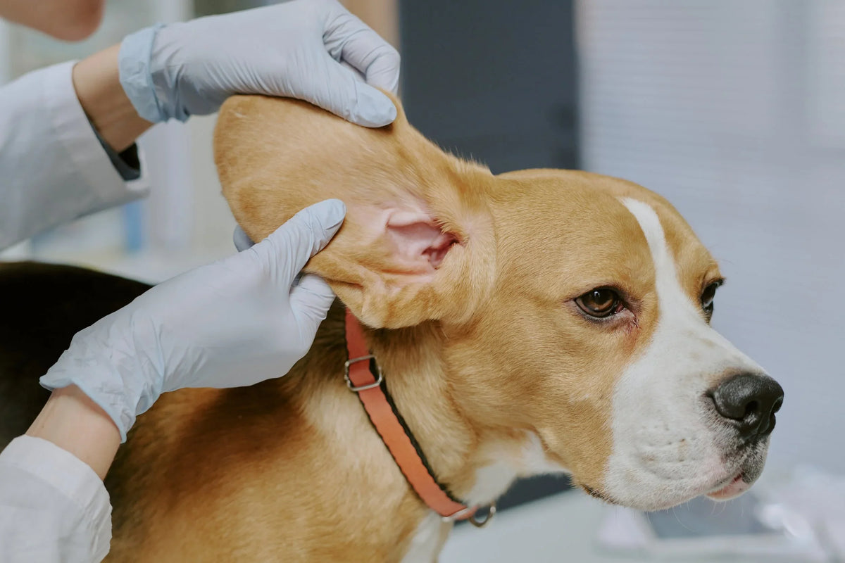Hematomas en las orejas de los perros: signos, causas y tratamiento