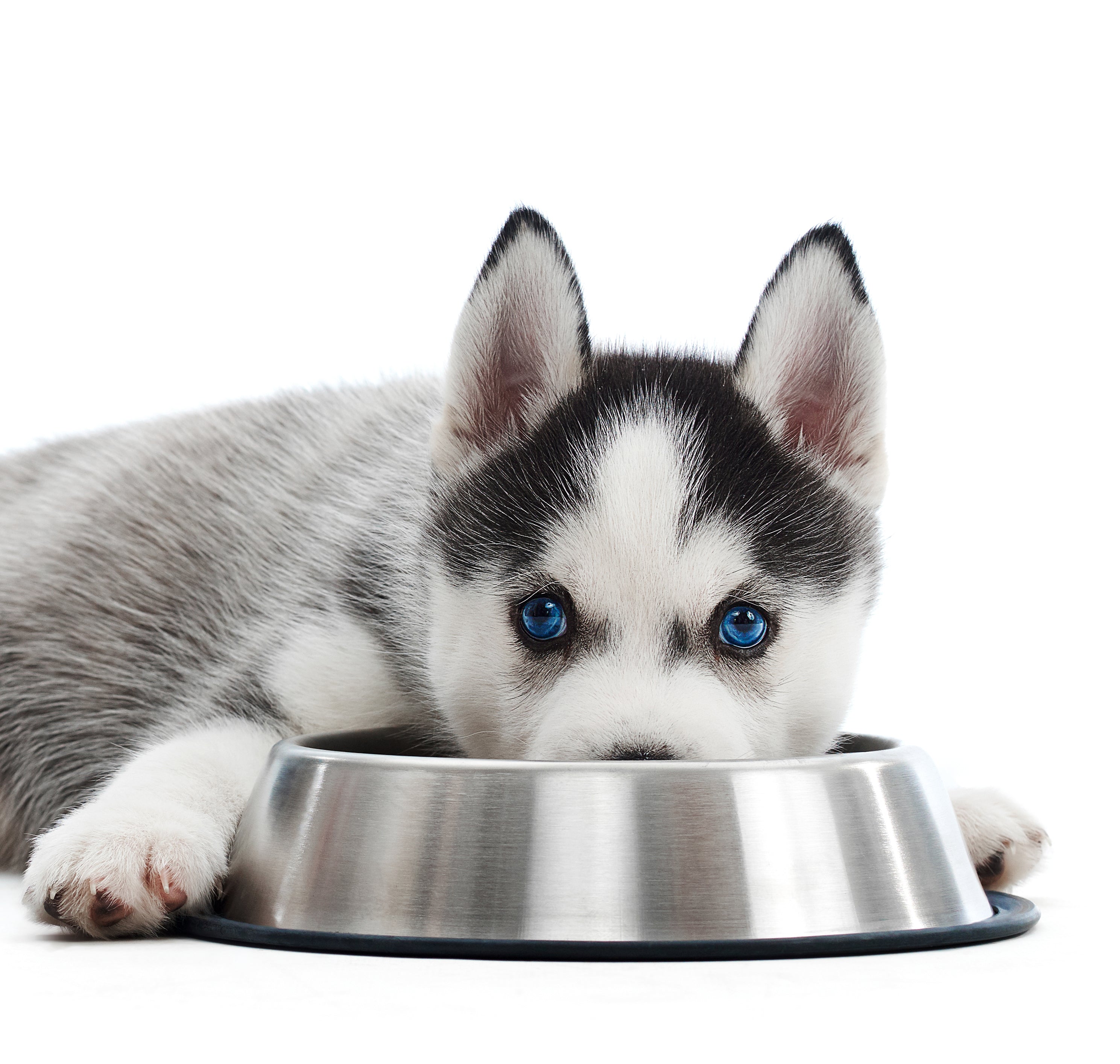 Nutrición para el crecimiento óptimo: Análisis técnico de la Receta 1 de Maka para cachorros