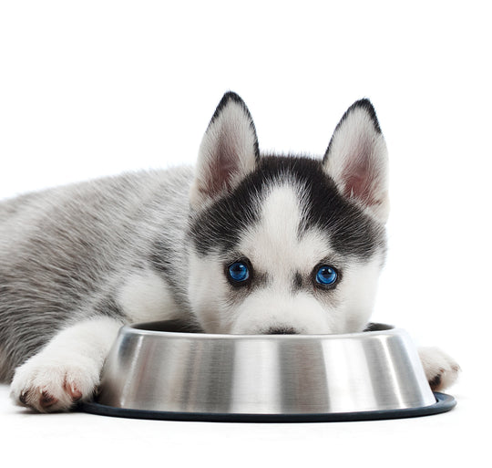 Nutrición para el crecimiento óptimo: Análisis técnico de la Receta 1 de Maka para cachorros