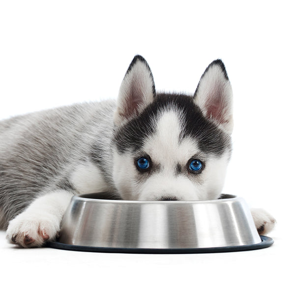 Nutrición para el crecimiento óptimo: Análisis técnico de la Receta 1 de Maka para cachorros