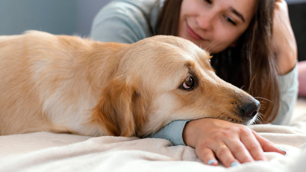 Alergias de primavera en perros: Cómo identificar y aliviar la comezón en temporada de calor