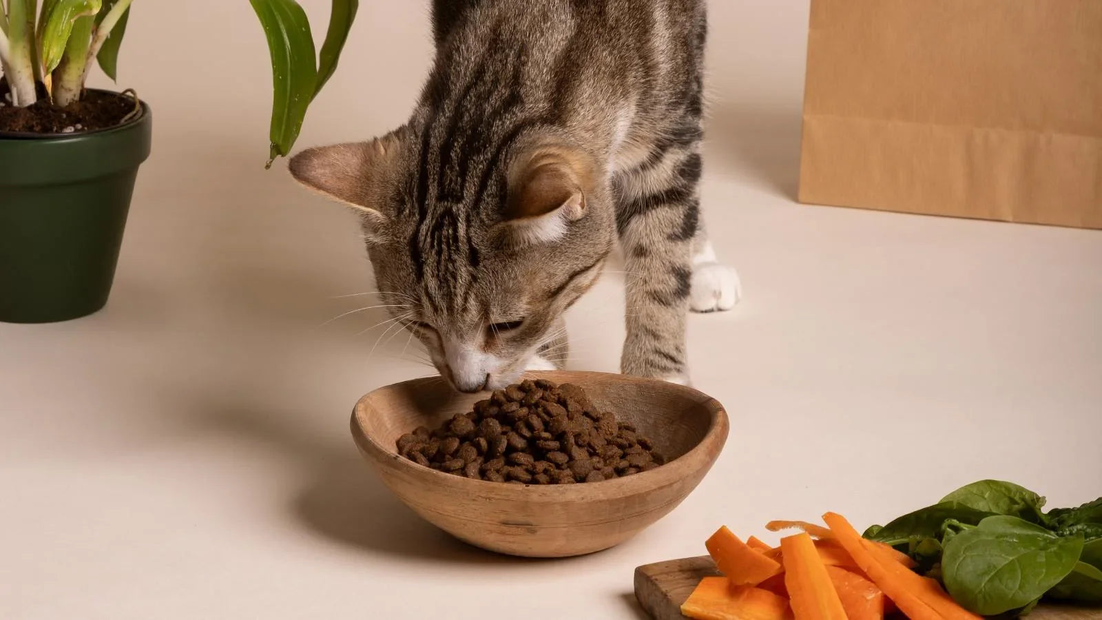 ¿Cuántas veces debe comer un gato al día? – Somos Maka