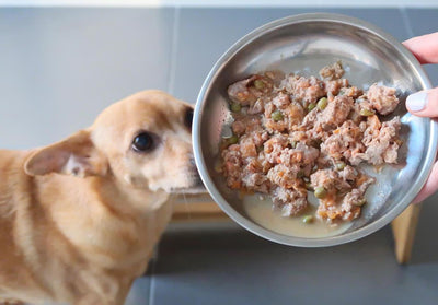¿Qué es la comida casera para perros?