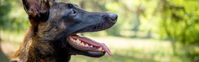 ¿Por qué mi perro tiene los dientes amarillos?