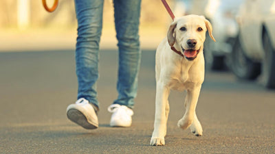 Tenencia responsable en mis perros
