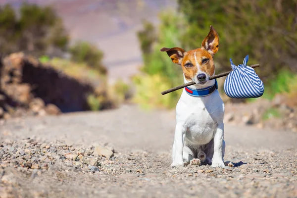 ¿Cómo encontrar a tu mascota si se escapó?