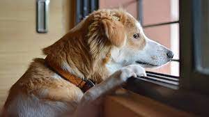 ¿Ansiedad en mi perro?
