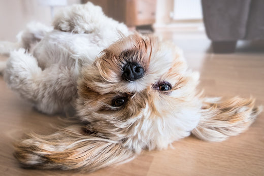 Recomendaciones para que tu perro goce de una buena salud