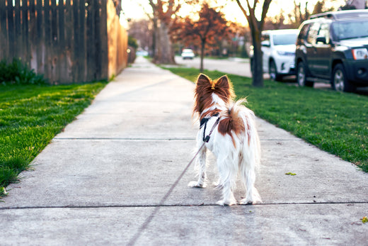 ¿Por qué pasear diario a mi perro?