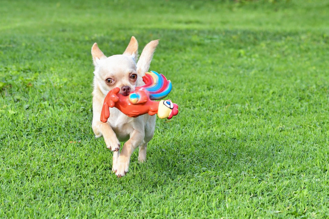 La importancia del ejercicio para tu perro: Rutinas y juegos recomendados